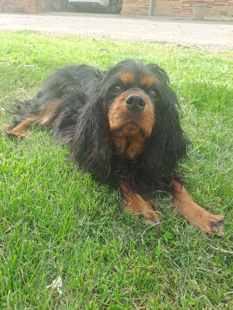Ugolina Des Cavaliers De Carrelis