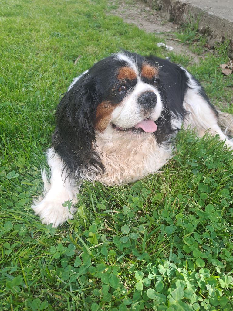 Urielle Des Cavaliers De Carrelis