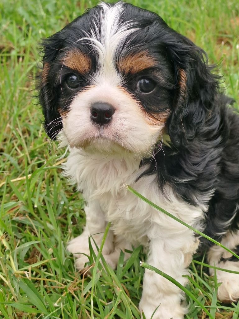 Des Cavaliers De Carrelis - Chiots disponibles - Cavalier King Charles Spaniel