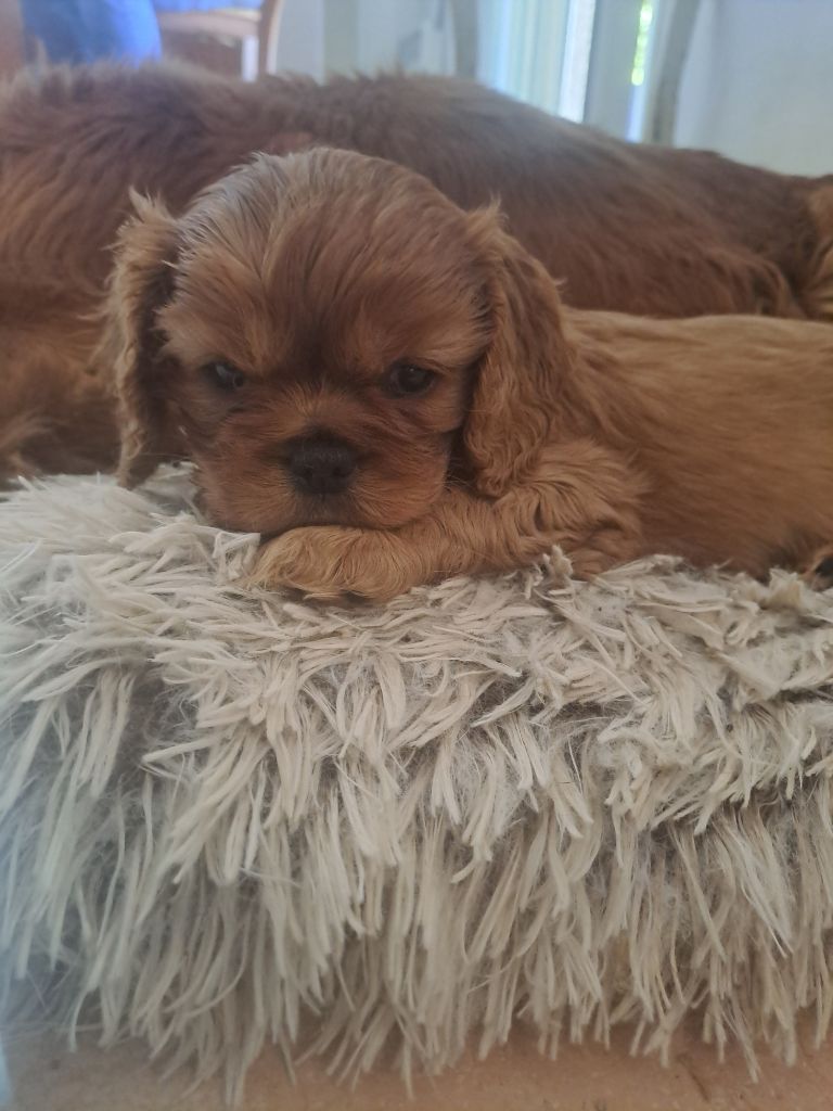 Des Cavaliers De Carrelis - Chiots disponibles - Cavalier King Charles Spaniel