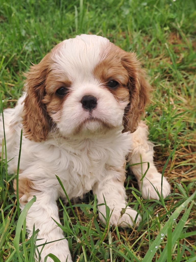 Des Cavaliers De Carrelis - Chiots disponibles - Cavalier King Charles Spaniel