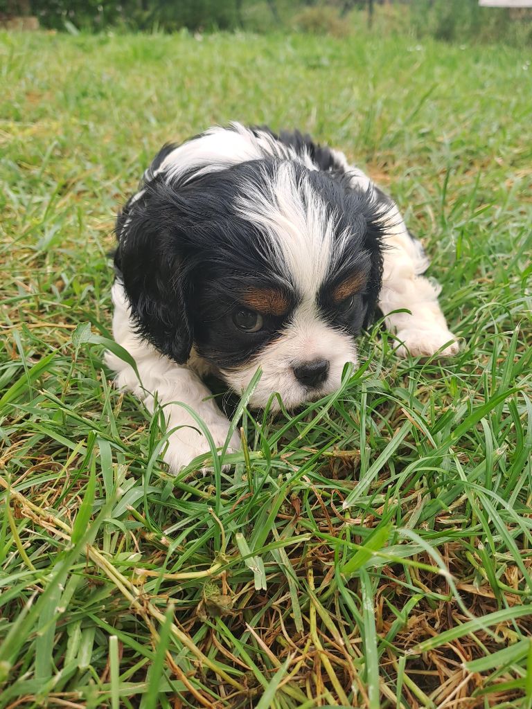 Des Cavaliers De Carrelis - Cavalier King Charles Spaniel - Portée née le 27/04/2025