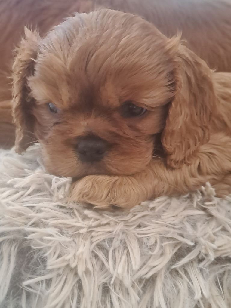 Des Cavaliers De Carrelis - Chiots disponibles - Cavalier King Charles Spaniel